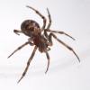 Steatoda triangulosa